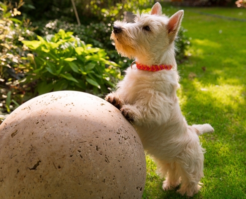 Scottish Terrier