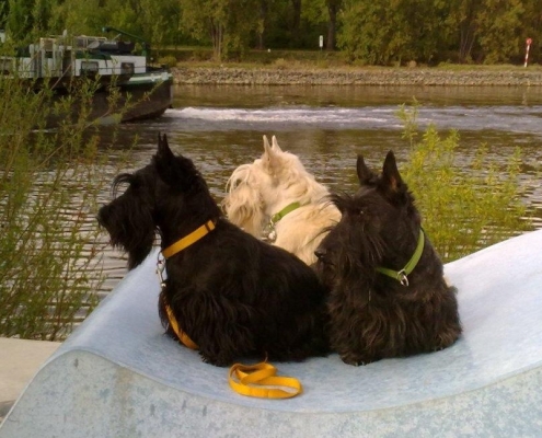 Scottish Terrier