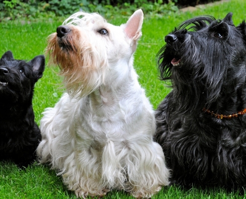 Scottish Terrier