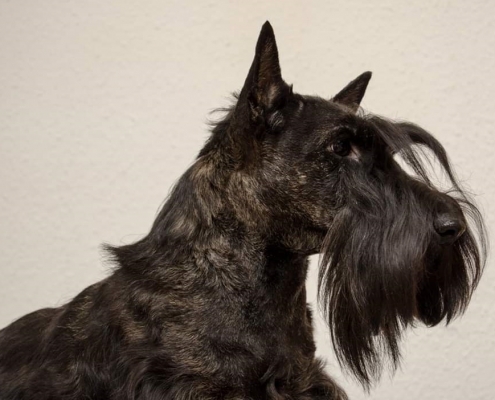 Scottish Terrier