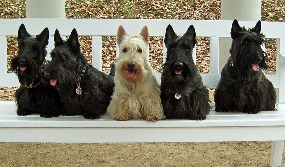 Scottish Terrier