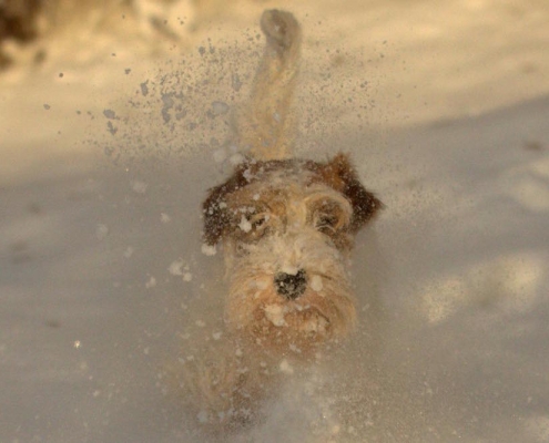 Sealyham Terrier in Aktion