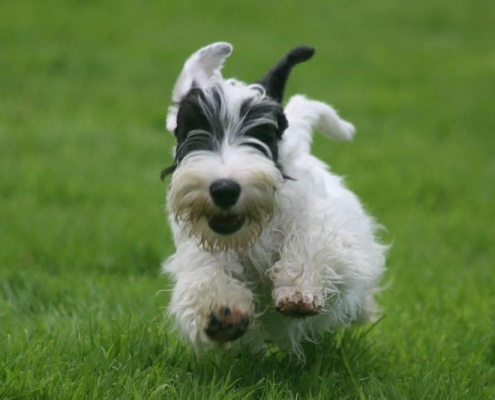 Sealyham Terrier in Aktion