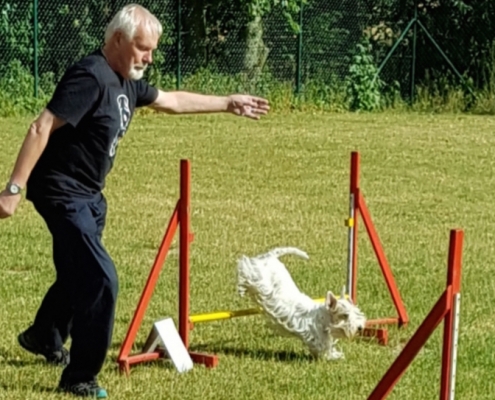 Sealyham Terrier in Aktion