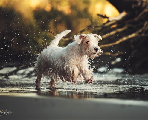 Sealyham Terrier Emma - Just a secret Amberwheat's