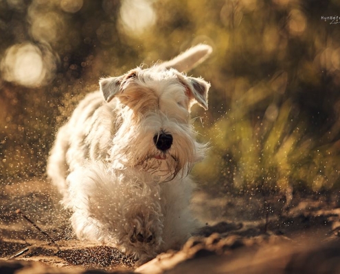 Sealyham Terrier Emma - Just a secret Amberwheat's