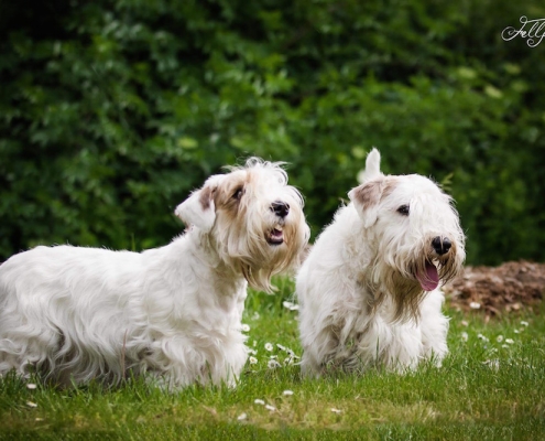 Sealyham Terrier