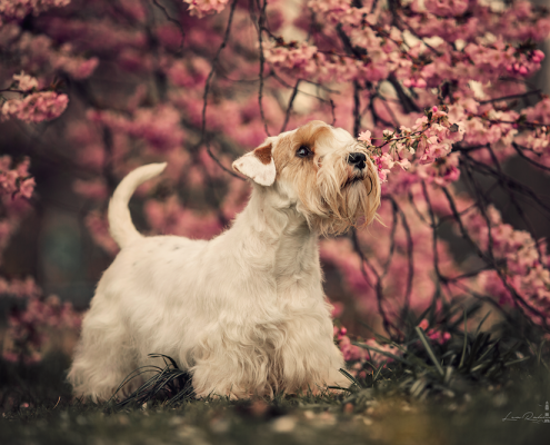 Sealyham Terrier