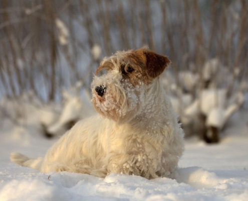 Sealyham Terrier