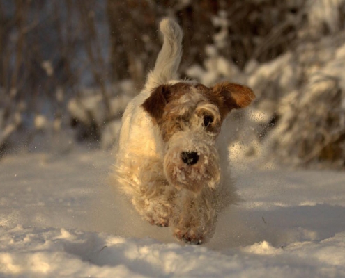 Sealyham Terrier