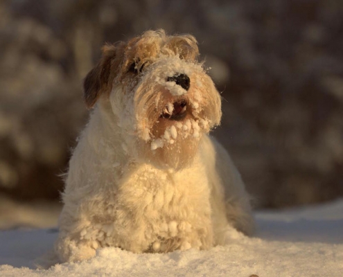 Sealyham Terrier