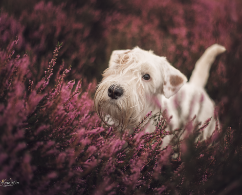 Sealyham Terrier