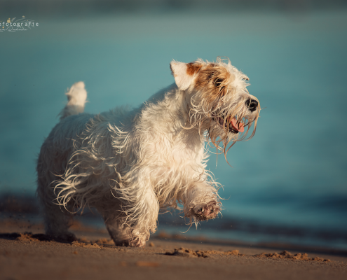 Sealyham Terrier