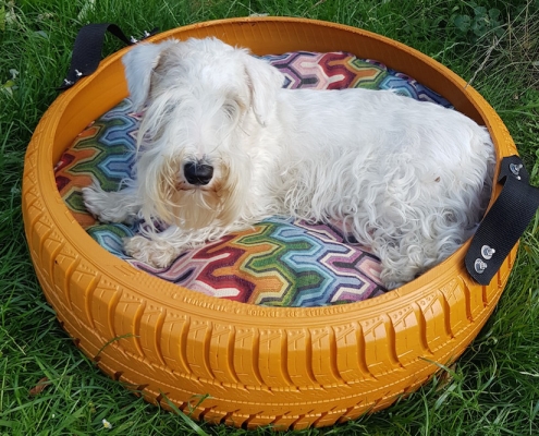 Sealyham Terrier