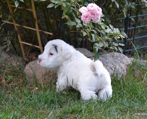 Sealyham Terrier Welpen