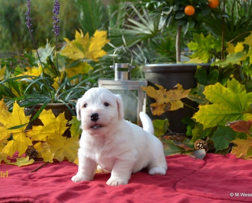 Sealyham Terrier Welpen