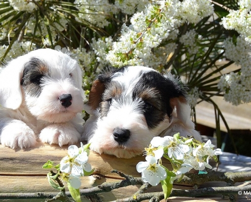 Sealyham Terrier Welpen