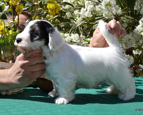 Sealyham Terrier Welpen