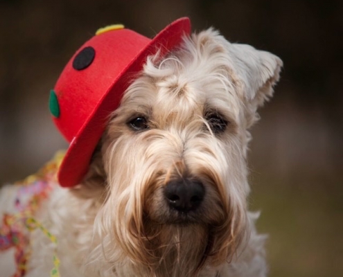 Terrier.de - Karneval