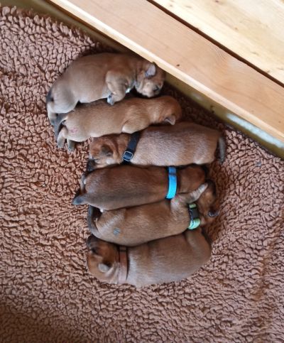 Sechs kleine Irish Terrier Welpen liegen nebeneinander