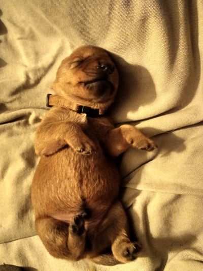 Kleiner dicker zufrieden schlafender Welpe