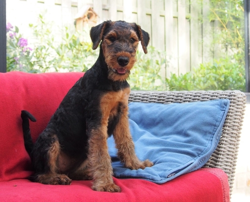 Airedale Terrier Black & Tan