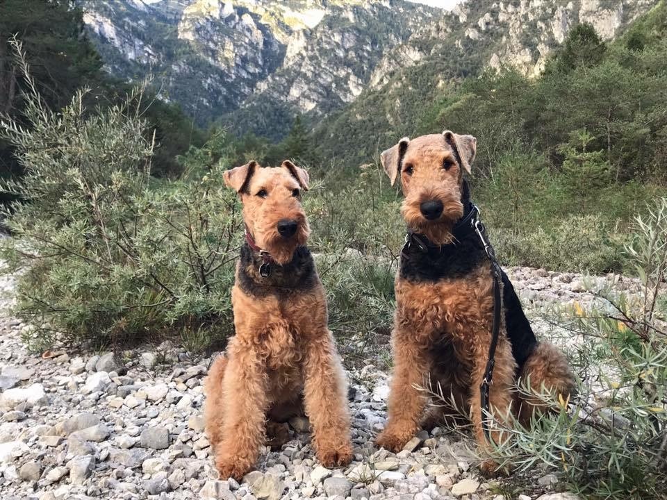 Airedale Terrier