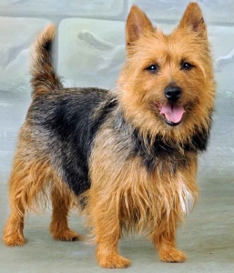 Australian Terrier