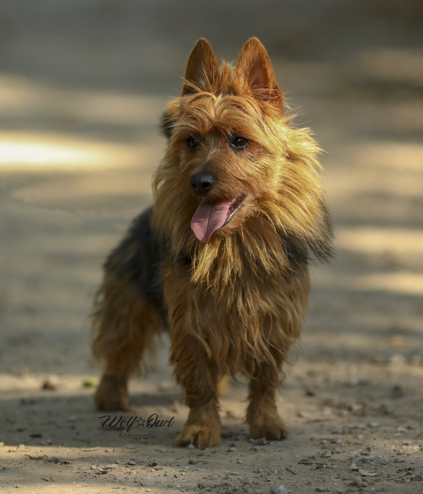 Australian Terrier