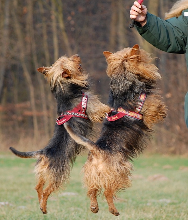 Australian Terrier