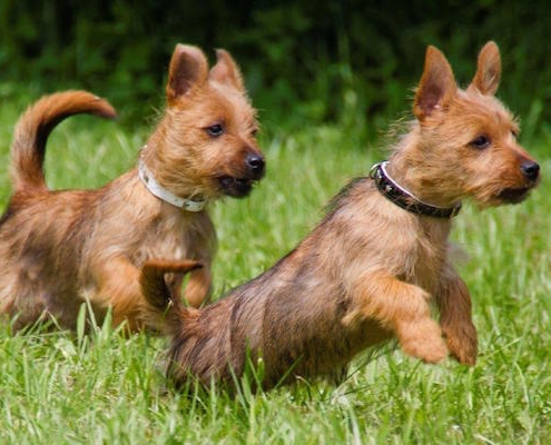 Australian Terrier