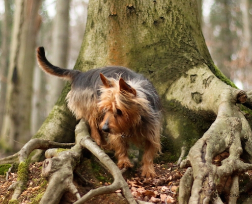 Australian Terrier