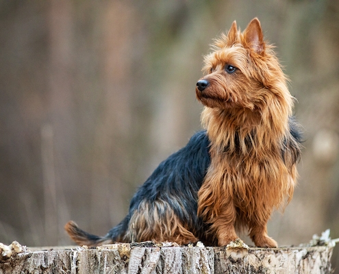 Australian Terrier