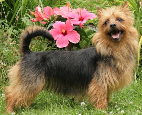 Australian Terrier