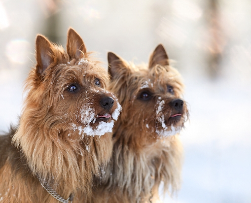 Australian Terrier