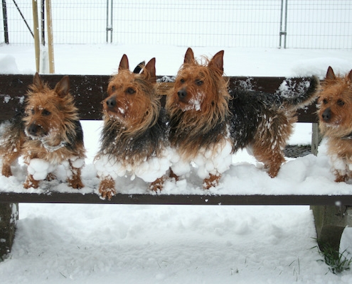 Australian Terrier