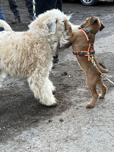 Wheaten Terrier mit Trish Welpen