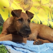 Irish Terrier Golden Cherish Forever