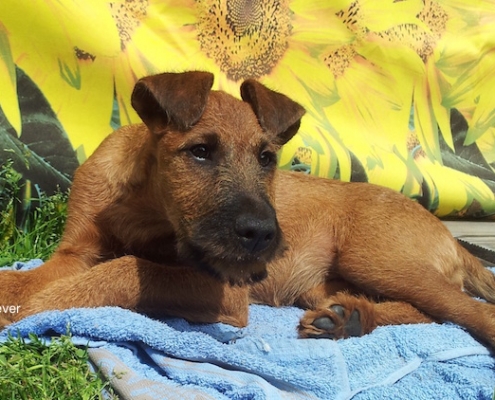 Irish Terrier Golden Cherish Forever