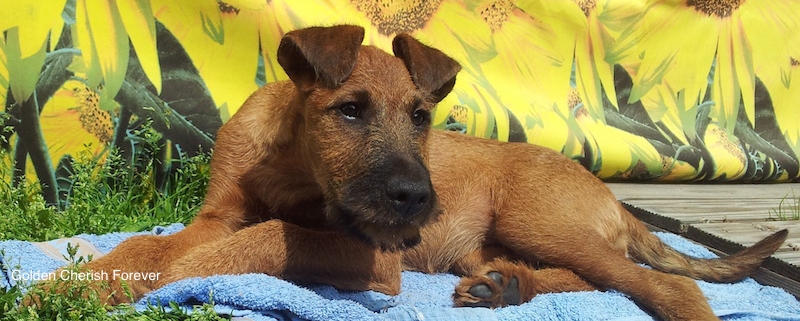 Irish Terrier Golden Cherish Forever