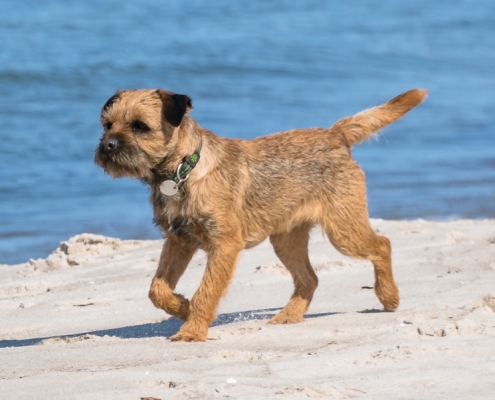 Border Terrier