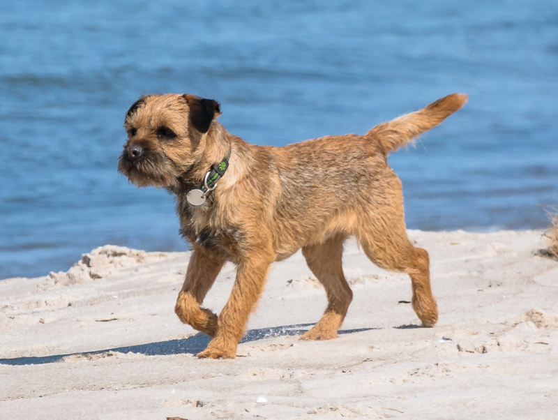 Border Terrier Charmant Mit Britischen Understatement