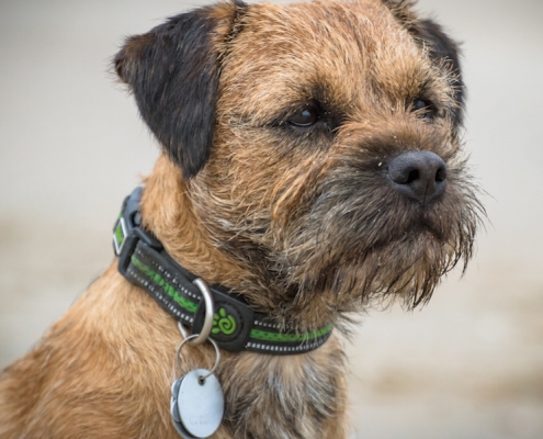 Border Terrier