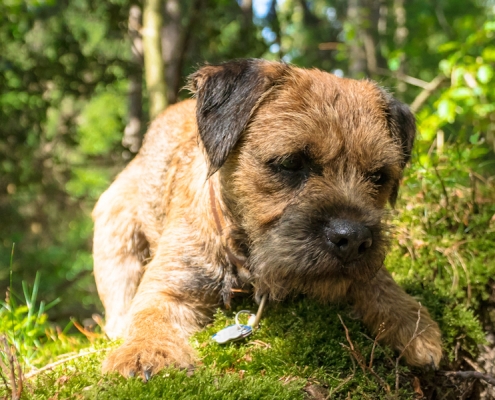 Border Terrier