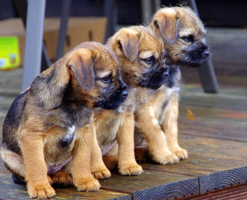 Border Terrier Welpen