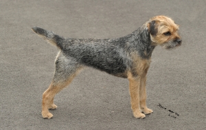 Border Terrier