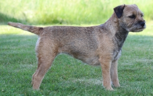 Border Terrier