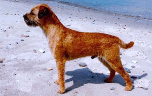 Border Terrier