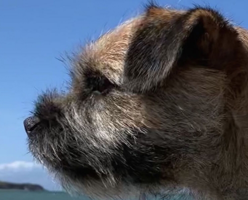 Border Terrier Lovely little Bear