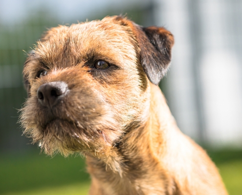 Border Terrier